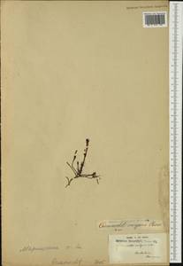 Ipomoea quamoclit L., Австралия и Океания (AUSTR) (Французская Полинезия)