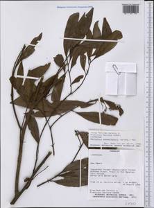 Nectandra megapotamica (Sprengel) Mez, Америка (AMER) (Парагвай)