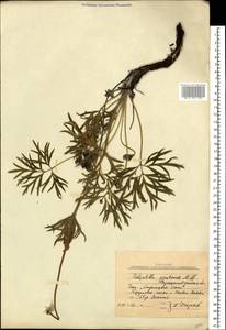 Прострел луговой (L.) Mill., Восточная Европа, Северо-Украинский район (E11) (Украина)