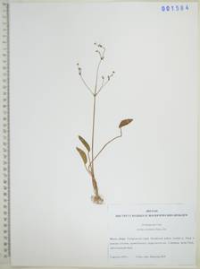 Частуха восточная (Sam.) Sam., Сибирь, Дальний Восток (S6) (Россия)