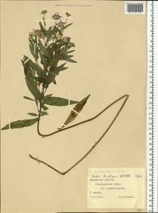 Symphyotrichum ×salignum (Willd.) G. L. Nesom, Восточная Европа, Северный район (E1) (Россия)