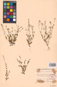 Незабудка прямостоячая Link ex Roem. & Schult., Восточная Европа, Московская область и Москва (E4a) (Россия)