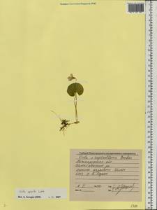 Фиалка лысая Ledeb., Восточная Европа, Волжско-Камский район (E7) (Россия)