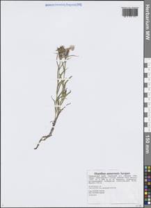 Гвоздика китайская L., Сибирь, Дальний Восток (S6) (Россия)