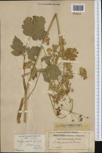 Heracleum sphondylium subsp. glabrum (Huth) Holub, Западная Европа (EUR) (Франция)