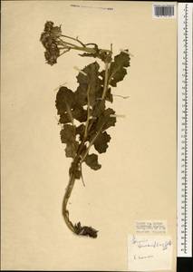 Turanecio taraxacifolius (M. Bieb.) Hamzaoglu, Зарубежная Азия (ASIA) (Турция)