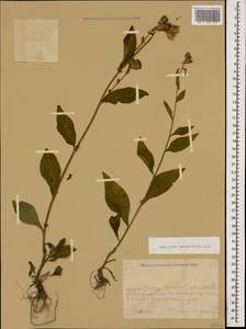 Centaurea phrygia subsp. salicifolia (M. Bieb. ex Willd.) Mikheev, Кавказ, Краснодарский край и Адыгея (K1a) (Россия)