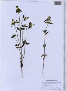 Галения рогатая (L.) Cornaz, Сибирь, Дальний Восток (S6) (Россия)