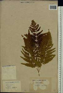 Pteridium aquilinum subsp. pinetorum (C. N. Page & R. R. Mill) J. A. Thomson, Восточная Европа, Белоруссия (E3a) (Белоруссия)