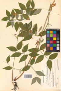 Горошек разветвленный (Maxim.) Ohwi, Сибирь, Дальний Восток (S6) (Россия)