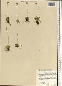 Тофильдия крошечная, Тофильдия низкая (Michx.) Pers., Восточная Европа, Северный район (E1) (Россия)