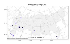 Phaseolus vulgaris, Фасоль обыкновенная L., Атлас флоры России (FLORUS) (Россия)