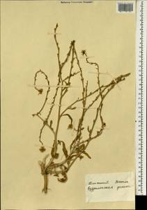 Brassicaceae, Зарубежная Азия (ASIA) (Израиль)