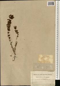Erica parviflora var. exigua (Salisb.) Bolus, Африка (AFR) (ЮАР)