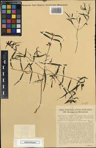 Melampyrum subalpinum (Juratzka) A. Kerner, Западная Европа (EUR) (Чехия)