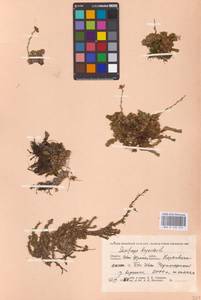 Камнеломка моховидная L., Восточная Европа, Западно-Украинский район (E13) (Украина)