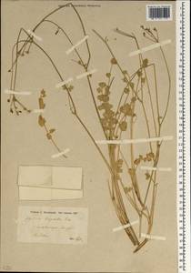 Semenovia tragioides (Boiss.) Manden., Зарубежная Азия (ASIA) (Иран)