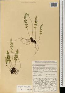 Пузырник Дайка R.Sim, Монголия (MONG) (Монголия)