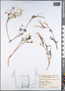 Скандикс гребенчатый, Скандикс венерин гребень L., Кавказ, Грузия (K4) (Грузия)