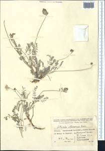 Astragalus alyssoides Lam., Средняя Азия и Казахстан, Копетдаг, Бадхыз, Малый и Большой Балхан (M1) (Туркмения)