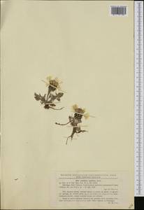 Centaurea napulifera Rochel, Западная Европа (EUR) (Румыния)