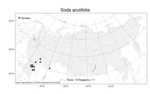 Soda acutifolia (Bunge) Mosyakin, Freitag & Rilke, Атлас флоры России (FLORUS) (Россия)
