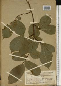 Вяз голый, Вяз шершавый Huds., Восточная Европа, Центральный лесной район (E5) (Россия)