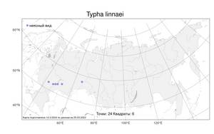 Typha linnaei Mavrodiev & Kapit., Атлас флоры России (FLORUS) (Россия)