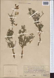 Горошек маловолосистый (Ledeb.)Boiss., Средняя Азия и Казахстан, Северный и Центральный Тянь-Шань (M4) (Казахстан)