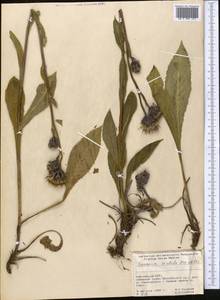 Соссюрея грязноцветковая Kar. & Kir., Средняя Азия и Казахстан, Памир и Памиро-Алай (M2) (Киргизия)