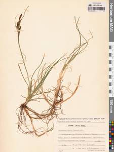 Осока водная малая Boott, Сибирь, Чукотка и Камчатка (S7) (Россия)