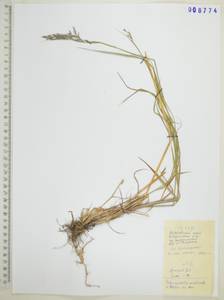 Вейник тростниковый (L.) Roth, Сибирь, Дальний Восток (S6) (Россия)