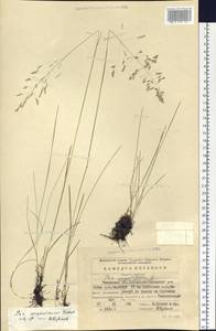 Poa pratensis subsp. pratensis, Сибирь, Прибайкалье и Забайкалье (S4) (Россия)