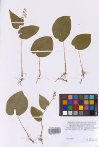 Майник двулистный (L.) F.W.Schmidt, Восточная Европа, Московская область и Москва (E4a) (Россия)