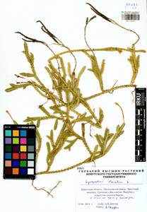 Плаун булавовидный L., Сибирь, Прибайкалье и Забайкалье (S4) (Россия)