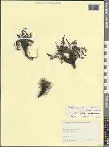 Одуванчик тонкорассеченный Sommier & Levier, Кавказ, Дагестан (K2) (Россия)