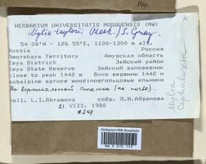 Mylia taylorii (Hook.) Gray, Гербарий мохообразных, Мхи - Дальний Восток (без Чукотки и Камчатки) (B20) (Россия)