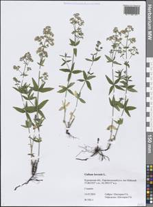 Подмаренник северный L., Сибирь, Западная Сибирь (S1) (Россия)