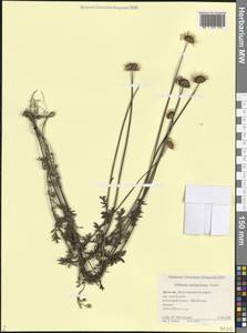 Пупавка темноокамленная, Кавказ, Дагестан (K2) (Россия)