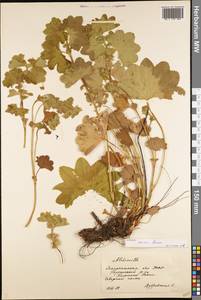 Манжетка сверкающая Buser, Восточная Европа, Западно-Украинский район (E13) (Украина)