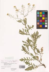 Rorippa × armoracioides (Tausch) Fuss, Восточная Европа, Центральный район (E4) (Россия)