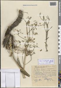 Ферула роголистная Regel & Schmalh., Средняя Азия и Казахстан, Западный Тянь-Шань и Каратау (M3) (Казахстан)