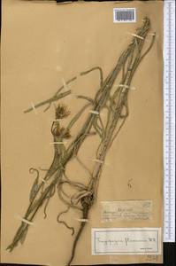 Козлобородник коротконосый DC., Средняя Азия и Казахстан, Джунгарский Алатау и Тарбагатай (M5) (Казахстан)