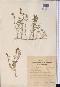 Thymus pannonicus All., Средняя Азия и Казахстан, Северный и Центральный Казахстан (M10) (Казахстан)