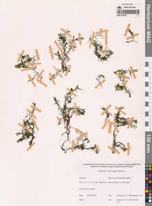 Болотник обоеполый L., Сибирь, Якутия (S5) (Россия)