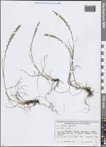 Плевел многолетний L., Восточная Европа, Белоруссия (E3a) (Белоруссия)