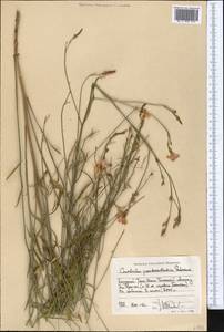 Вьюнок ложнокантабрийский, Средняя Азия и Казахстан, Западный Тянь-Шань и Каратау (M3) (Киргизия)