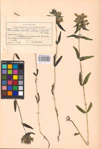 MHA 0 162 112, Rhinanthus serotinus var. vernalis (N. W. Zinger) Janch., Восточная Европа, Центральный лесостепной район (E6) (Россия)