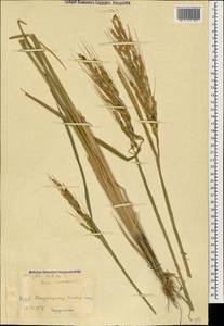 Рис посевной L., Кавказ, Азербайджан (K6) (Азербайджан)