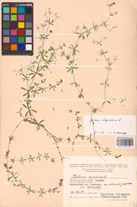 Подмаренник топяной L., Восточная Европа, Московская область и Москва (E4a) (Россия)